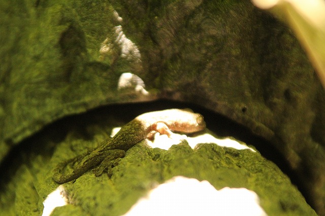 f:id:yuuko1220:20170531132408j:plain f:id:yuuko1220:20170531132408j:plain