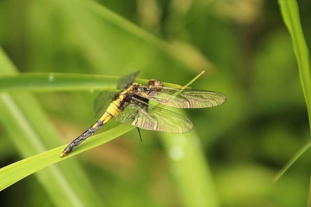 f:id:yuuko1220:20170603220936j:plain f:id:yuuko1220:20170603220936j:plain