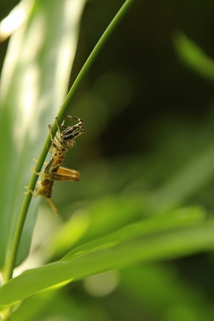 f:id:yuuko1220:20170607134339j:plain f:id:yuuko1220:20170607134339j:plain