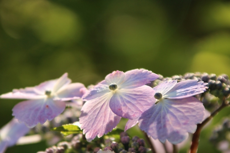 f:id:yuuko1220:20170607151405j:plain f:id:yuuko1220:20170607151405j:plain