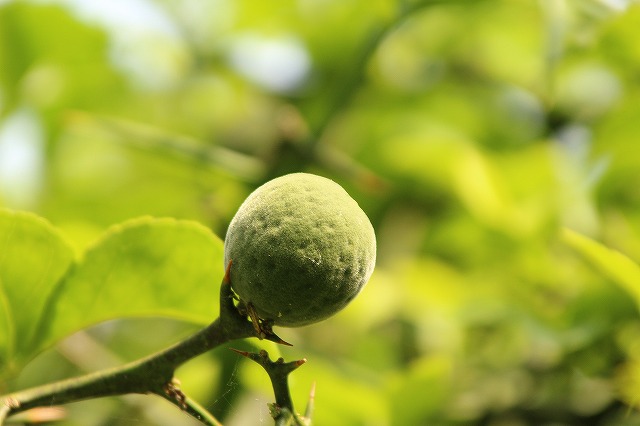 f:id:yuuko1220:20170607151408j:plain f:id:yuuko1220:20170607151408j:plain