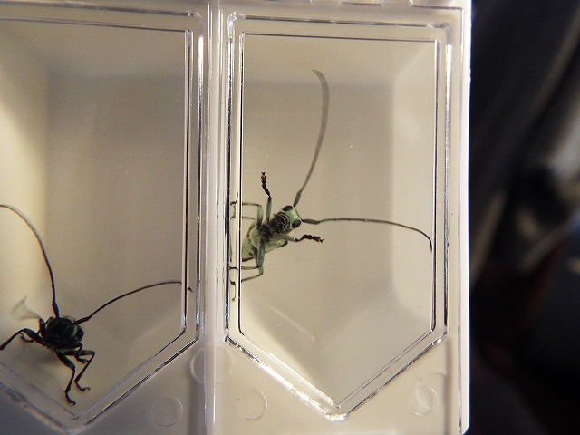 f:id:yuuko1220:20170608133601j:plain f:id:yuuko1220:20170608133601j:plain