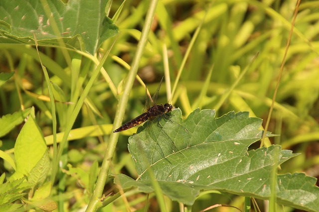 f:id:yuuko1220:20170614204923j:plain f:id:yuuko1220:20170614204923j:plain