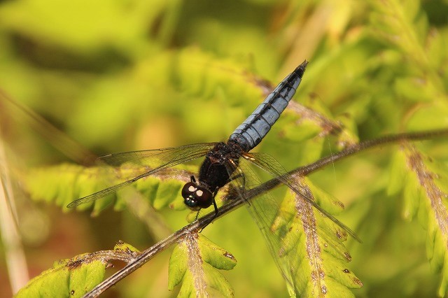 f:id:yuuko1220:20170614204924j:plain f:id:yuuko1220:20170614204924j:plain