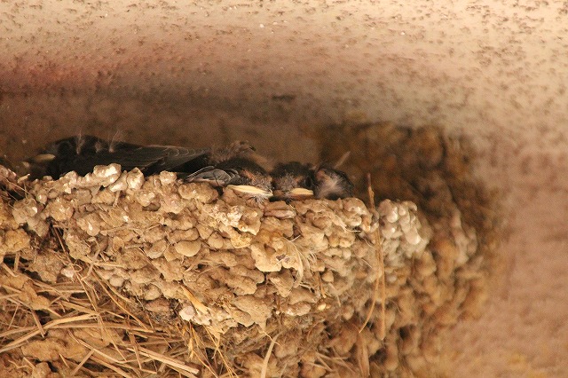 f:id:yuuko1220:20170614204927j:plain f:id:yuuko1220:20170614204927j:plain