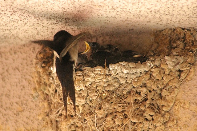 f:id:yuuko1220:20170614204930j:plain f:id:yuuko1220:20170614204930j:plain