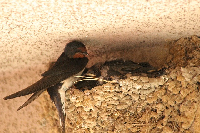 f:id:yuuko1220:20170614204931j:plain f:id:yuuko1220:20170614204931j:plain