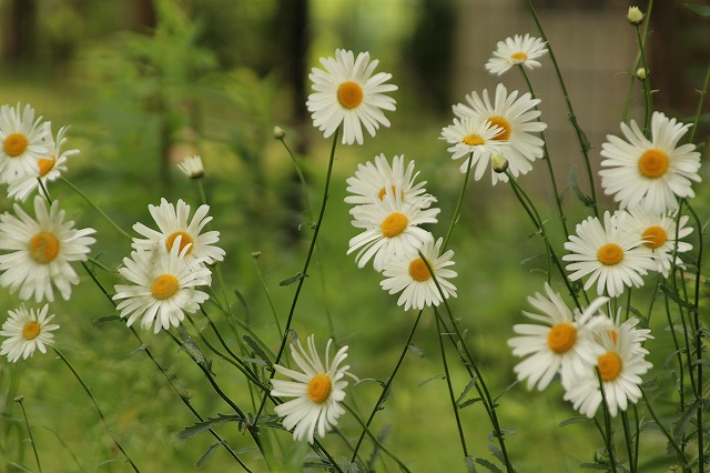 f:id:yuuko1220:20170614204939j:plain f:id:yuuko1220:20170614204939j:plain