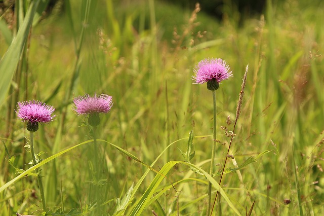 f:id:yuuko1220:20170614220726j:plain f:id:yuuko1220:20170614220726j:plain