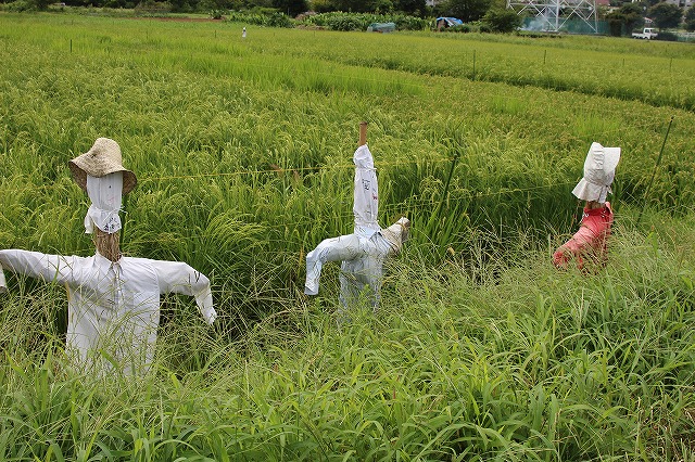 f:id:yuuko1220:20170903221539j:plain