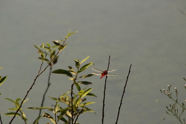 f:id:yuuko1220:20170914202826j:plain