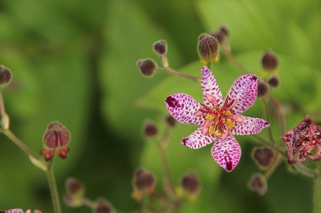 f:id:yuuko1220:20171002135102j:plain