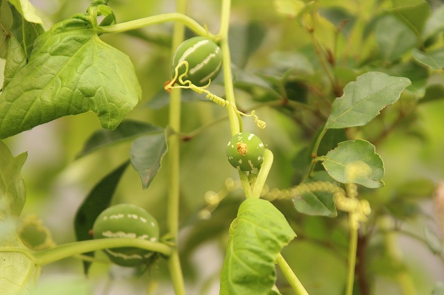 f:id:yuuko1220:20171002135106j:plain