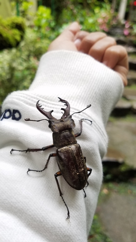 f:id:yuuko1220:20171005141329j:plain f:id:yuuko1220:20171005141329j:plain