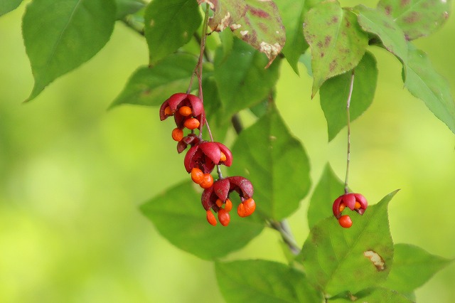 f:id:yuuko1220:20171008114638j:plain