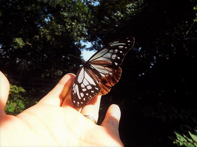 f:id:yuuko1220:20171011193536j:plain f:id:yuuko1220:20171011193536j:plain