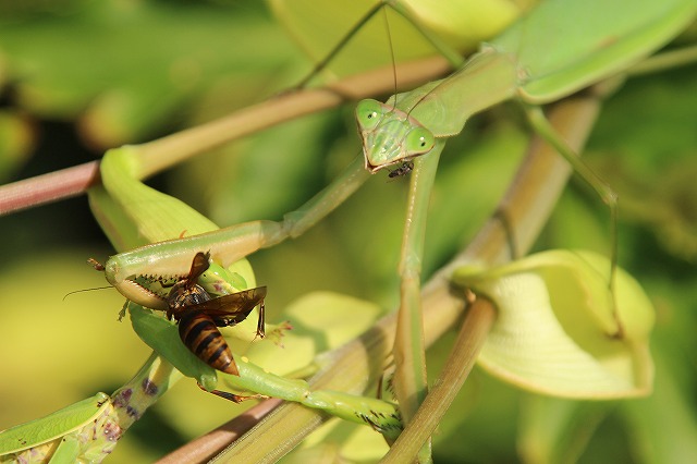 f:id:yuuko1220:20171011193537j:plain f:id:yuuko1220:20171011193537j:plain