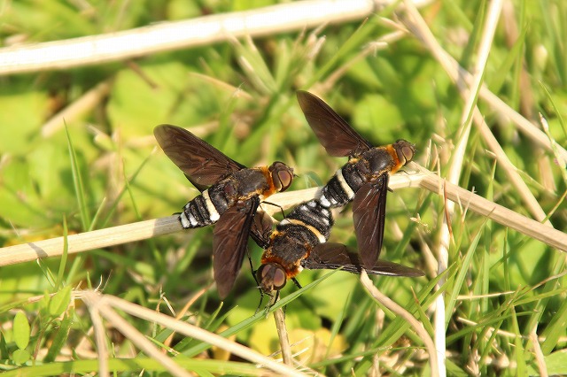 f:id:yuuko1220:20171011193539j:plain f:id:yuuko1220:20171011193539j:plain