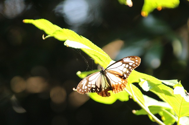 f:id:yuuko1220:20171011193540j:plain f:id:yuuko1220:20171011193540j:plain