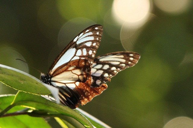 f:id:yuuko1220:20171011193544j:plain