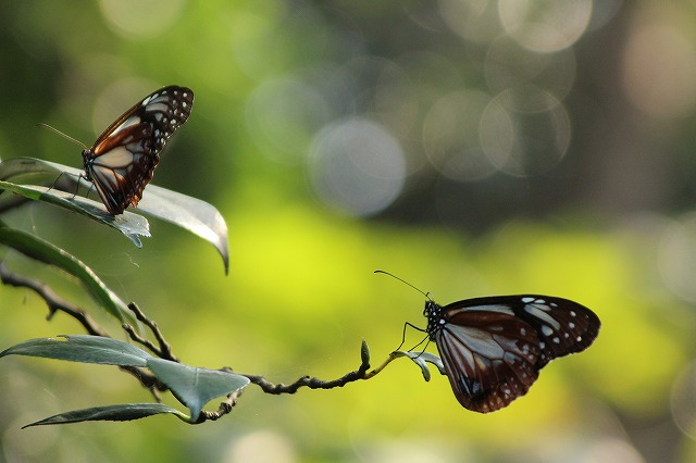 f:id:yuuko1220:20171011193547j:plain f:id:yuuko1220:20171011193547j:plain