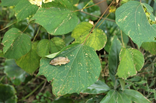 f:id:yuuko1220:20171011193548j:plain