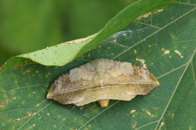 f:id:yuuko1220:20171011193549j:plain f:id:yuuko1220:20171011193549j:plain