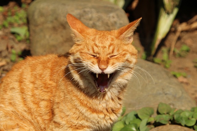 f:id:yuuko1220:20171011213521j:plain f:id:yuuko1220:20171011213521j:plain