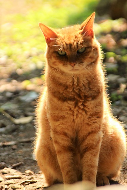 f:id:yuuko1220:20171011213522j:plain f:id:yuuko1220:20171011213522j:plain