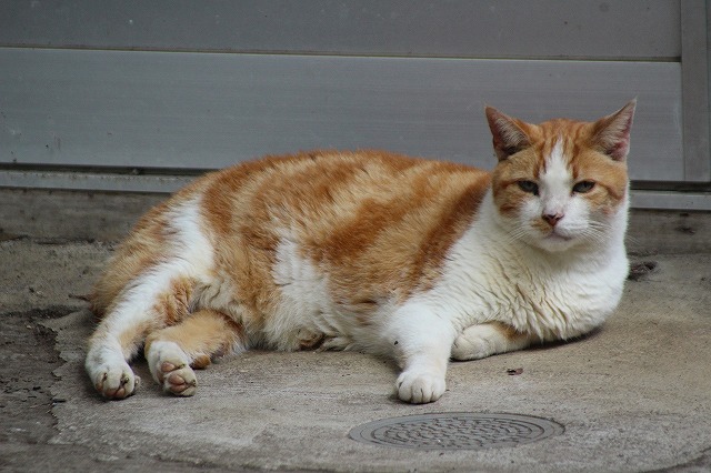 f:id:yuuko1220:20171011213528j:plain f:id:yuuko1220:20171011213528j:plain