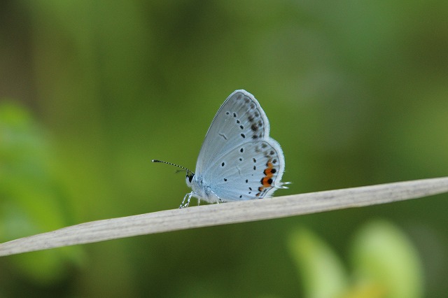 f:id:yuuko1220:20171012085230j:plain