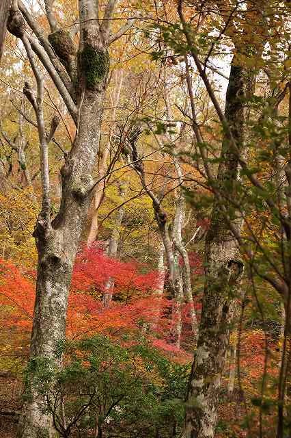 f:id:yuuko1220:20171115210304j:plain