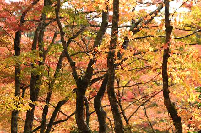 f:id:yuuko1220:20171115210306j:plain