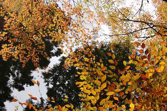f:id:yuuko1220:20171115210308j:plain