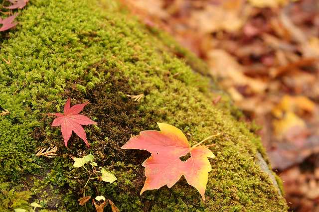 f:id:yuuko1220:20171115210311j:plain