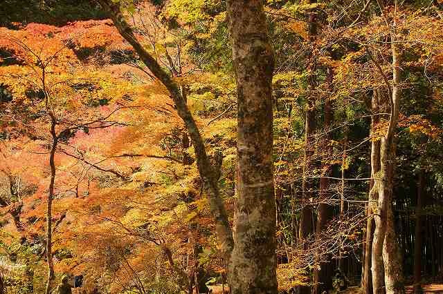 f:id:yuuko1220:20171115210315j:plain