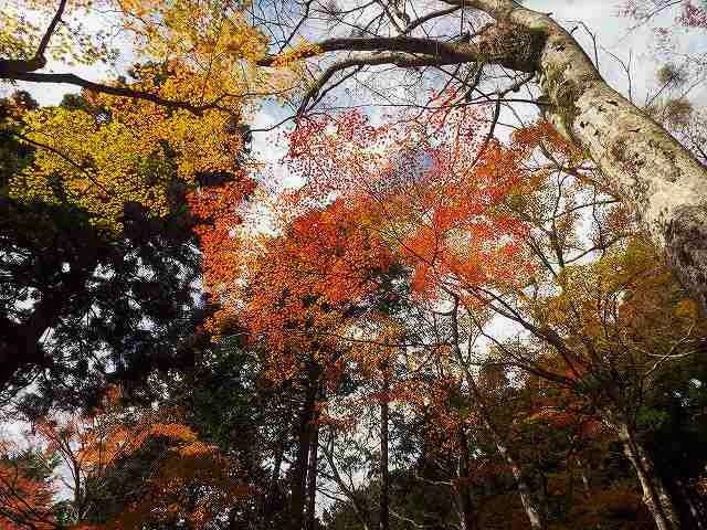 f:id:yuuko1220:20171115210328j:plain