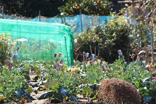 f:id:yuuko1220:20180111142041j:plain f:id:yuuko1220:20180111142041j:plain