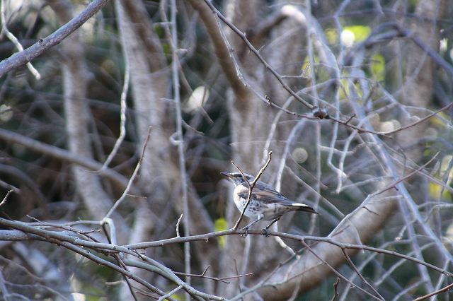 f:id:yuuko1220:20180111142042j:plain f:id:yuuko1220:20180111142042j:plain