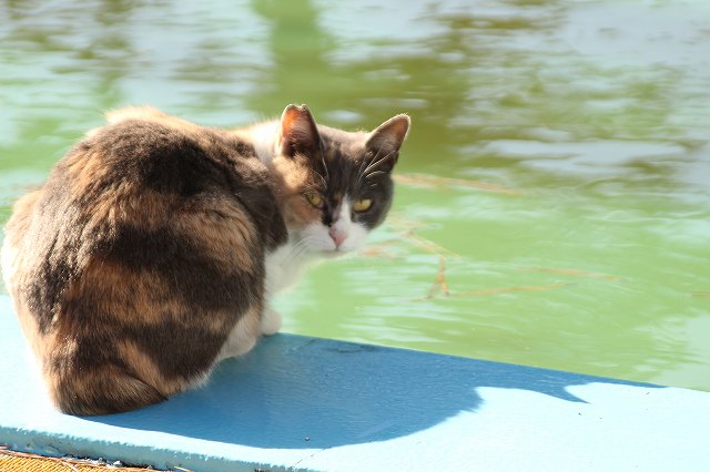 f:id:yuuko1220:20180111142056j:plain f:id:yuuko1220:20180111142056j:plain