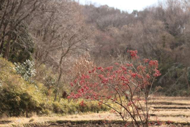 f:id:yuuko1220:20180115134310j:plain