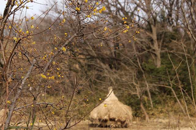f:id:yuuko1220:20180115134311j:plain