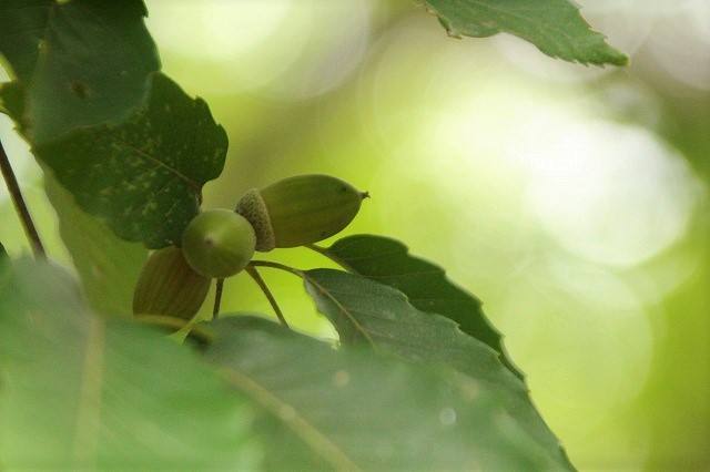 f:id:yuuko1220:20180927141740j:plain f:id:yuuko1220:20180927141740j:plain