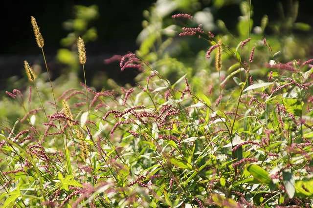 f:id:yuuko1220:20181011103441j:plain f:id:yuuko1220:20181011103441j:plain