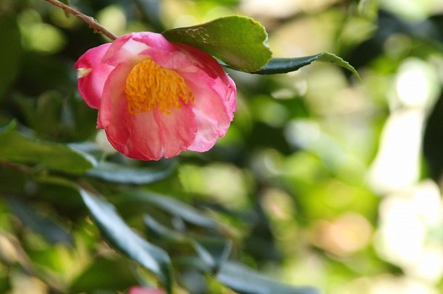f:id:yuuko1220:20181011103442j:plain f:id:yuuko1220:20181011103442j:plain