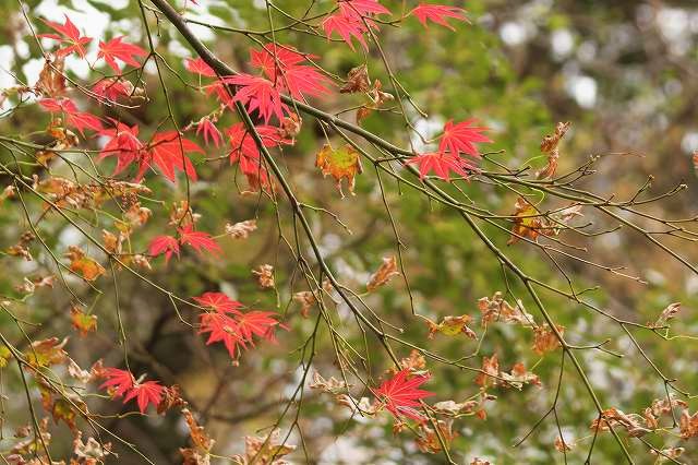 f:id:yuuko1220:20181108091853j:plain f:id:yuuko1220:20181108091853j:plain