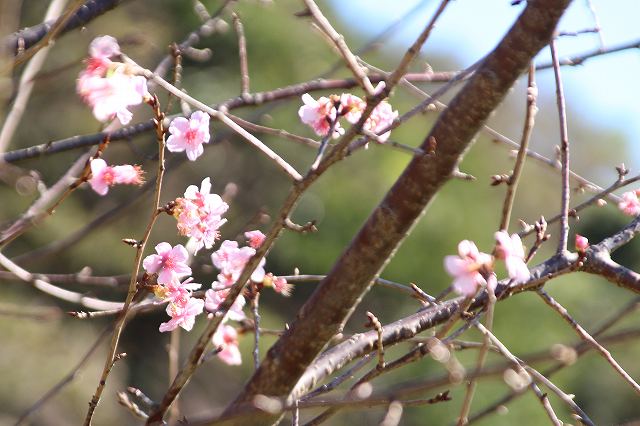 f:id:yuuko1220:20181116213814j:plain f:id:yuuko1220:20181116213814j:plain