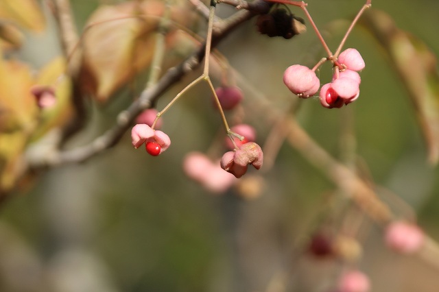 f:id:yuuko1220:20181122155212j:plain f:id:yuuko1220:20181122155212j:plain