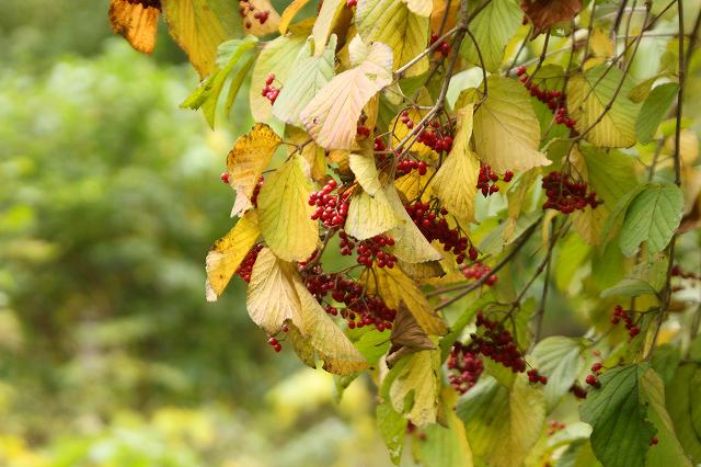 f:id:yuuko1220:20181129093929j:plain f:id:yuuko1220:20181129093929j:plain