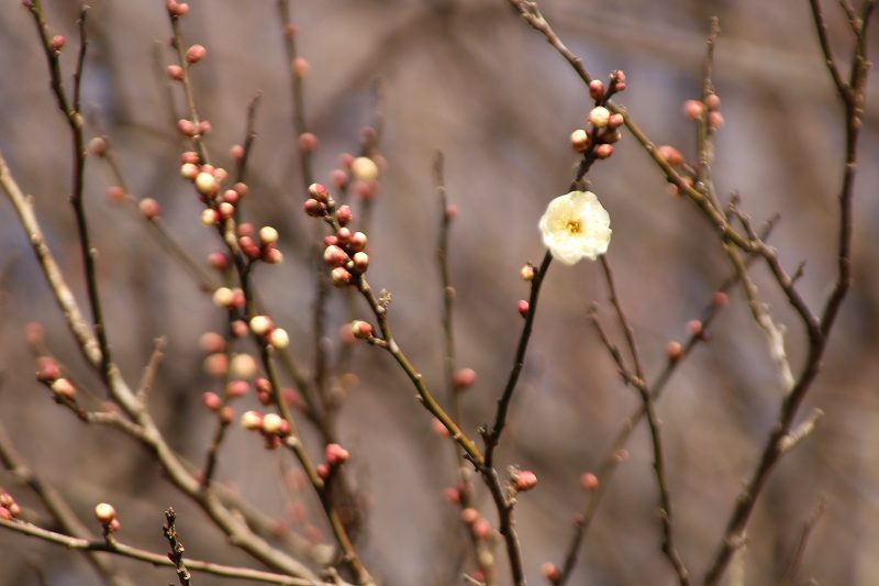f:id:yuuko1220:20190107144750j:plain f:id:yuuko1220:20190107144750j:plain